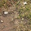 kirnduls gyrben 2012.05.27. 054